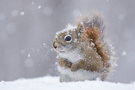 สัตว์, กระรอก, หนู, หิมะ, ปริมาณหิมะ, สัตว์ป่า, ฤดูหนาว, วอลล์เปเปอร์ HD HD wallpaper