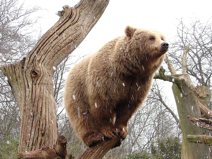 Urso, ficar, ligado, toco árvore, urso, ficar, árvore, toco, HD papel de parede