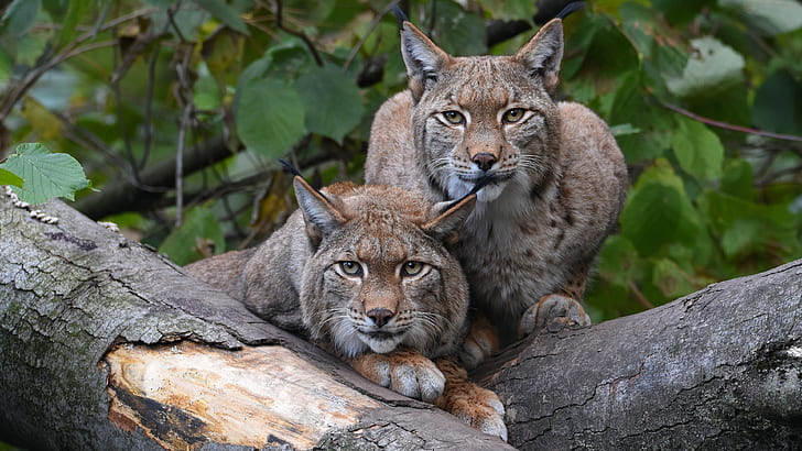 face, leaves, two, pair, log, lynx, Duo, beauty, two lynx, HD wallpaper