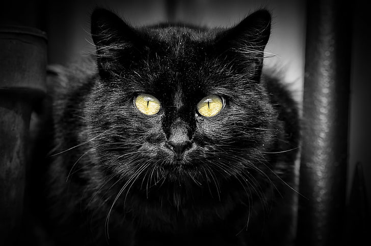 黒ボンベイ猫、猫、外観、黒、肖像画、 HDデスクトップの壁紙