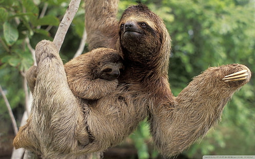 Animal, Three-Toed Sloth, Three Toed Sloth, HD wallpaper HD wallpaper
