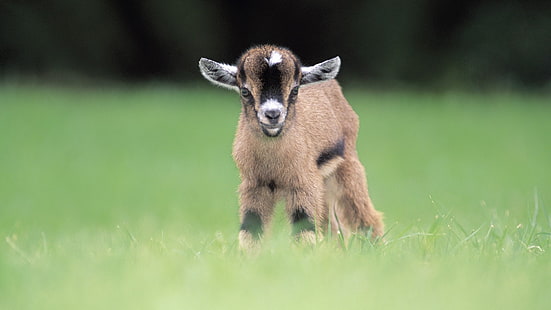 foto di capra marrone, capre, animali, sfocato, cuccioli, erba, Sfondo HD HD wallpaper