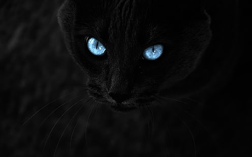 عيون القط الأسود HD ، الحيوانات ، الأسود ، القط ، العيون، خلفية HD HD wallpaper