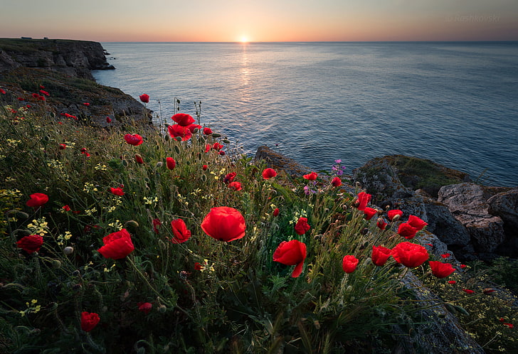 pink roses field, sea, flowers, sunrise, dawn, coast, Maki, morning, Bulgaria, The black sea, Black Sea, Kamen Bryag, HD wallpaper