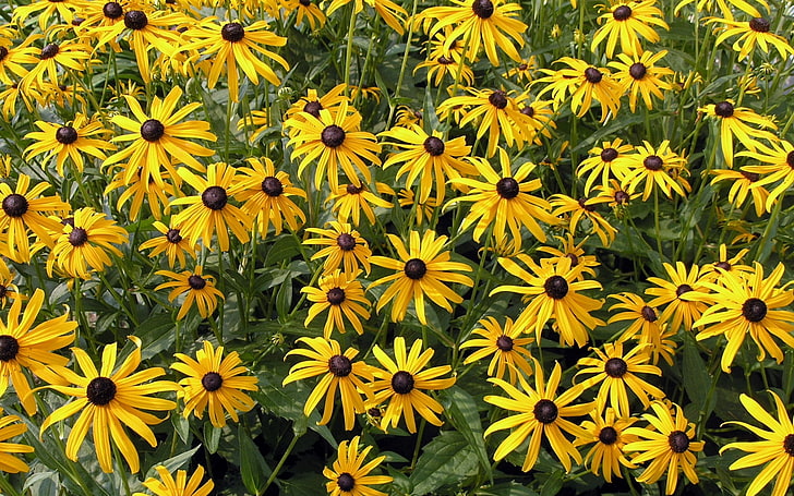 gelbe Gänseblümchen, Rudbeckia, Blumen, Blumenbeet, Blätter, Garten, HD-Hintergrundbild