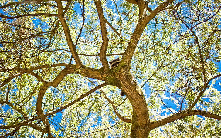 Tree Raccoon HD, animals, tree, raccoon, HD wallpaper