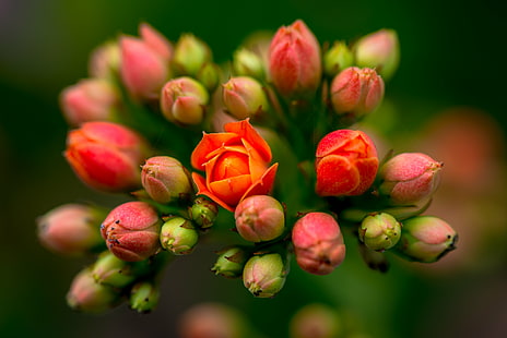 rosa och röda knoppar och blommor, natur, växt, blomma, röd, närbild, kronblad, vår, friskhet, blommahuvud, skönhet i naturen, HD tapet HD wallpaper