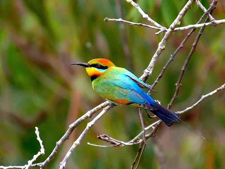 Beautiful Bird Rainbow Bird Animals Birds HD Art, obraz, ptak, piękny, tęcza, Tapety HD