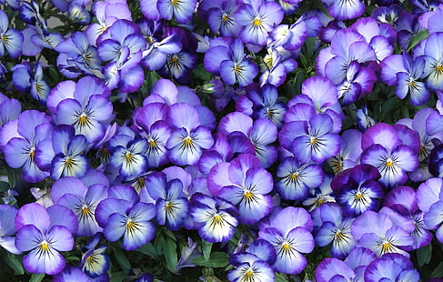 花、パンジー、地球、花、紫の花、 HDデスクトップの壁紙 HD wallpaper