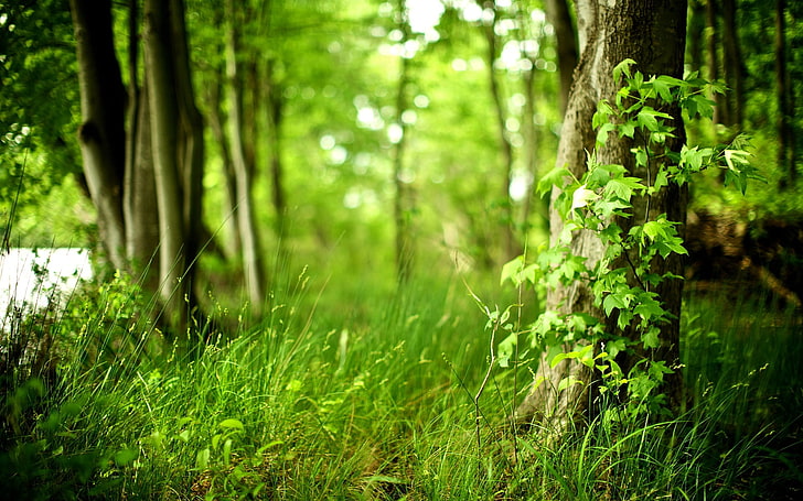 green leafed plants, wood, tree, leaves, grass, spring, green, maple, young, HD wallpaper