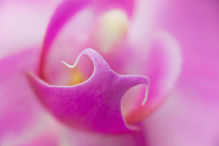 закрытое фото розовый лепесток цветка, орхидея, орхидея, орхидея, центр, закрыто, фото, розовый, лепесток цветка, цветы, цветочные, ботанический сад Денвер, Колорадо, орхидеи, макро, крупным планом, Zerene, укладчик, розовый цветкрупным планом, HD обои