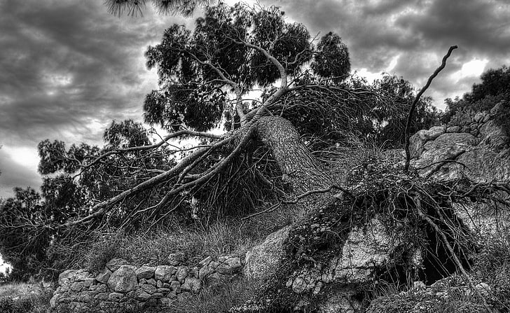 Fallen Tree, Black and White, Tree, Fallen, HD wallpaper