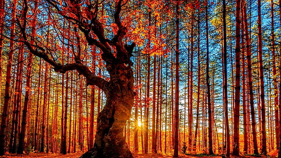 rött lövträd, solstråle som passerar genom trädstammen, natur, träd, falla, sol, gren, löv, färgglada, moln, HDR, solstrålar, Bulgarien, hednisk helgedom, belintash, белинташ, människor, HD tapet HD wallpaper