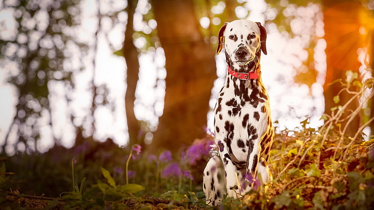 weißes und schwarzes Blumenkleid, Dalmatiner, Hund, Tiere, Sonnenlicht, Schärfentiefe, HD-Hintergrundbild