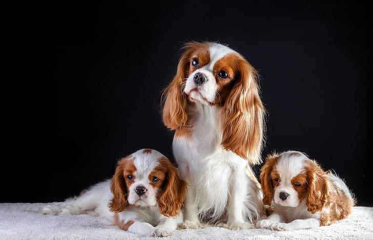 Dogs, King Charles Spaniel, Animal, Baby Animal, Cavalier King Charles Spaniel, Cute, Dog, Puppy, HD wallpaper