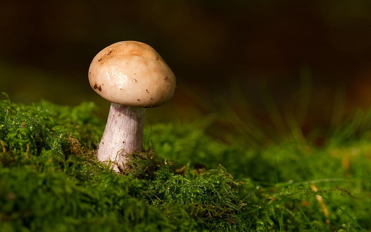 beige mushroom, mushroom, grass, moss, HD wallpaper