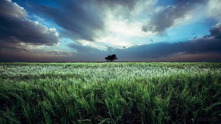Ivan Gorokhov, 500px, paesaggio, campo, cielo, piante, nuvole, Sfondo HD