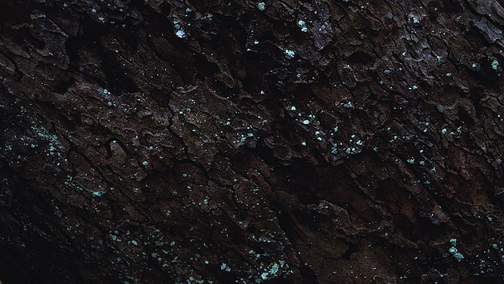tree bark, moss, nature, dark, HD wallpaper