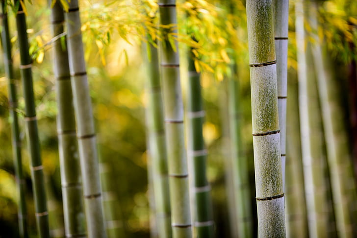 bambou, Fond d'écran HD