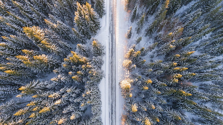 Adventure, aerial, beautiful, calm, discovery, environment, forest, frost,  HD wallpaper | Wallpaperbetter
