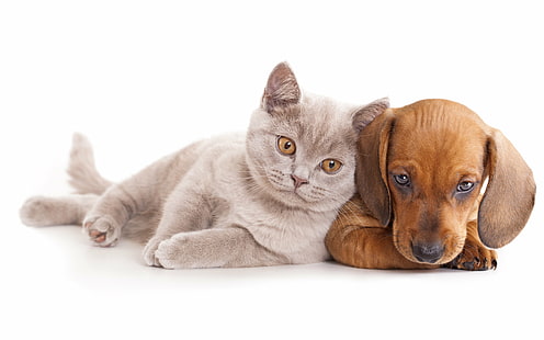 animals, baby, cat, cats, dachshund, dog, dogs, kitten, HD wallpaper HD wallpaper