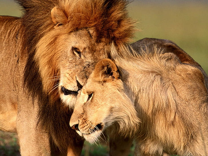 free download | Animals, junjle, lion, love, HD wallpaper | Wallpaperbetter