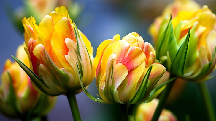 tulipanes, macro, brillante, flora, flores, flores amarillas, tulipanes amarillos y rosados, tulipanes, macro, brillante, flora, flores amarillas, Fondo de pantalla HD