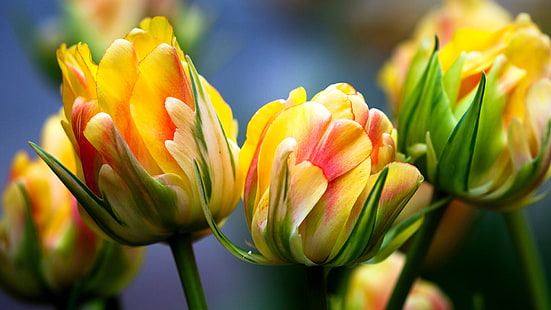 tulipes, macro, lumineux, flore, fleurs, fleurs jaunes, tulipes jaunes et roses, tulipes, macro, lumineux, flore, fleurs jaunes, Fond d'écran HD HD wallpaper