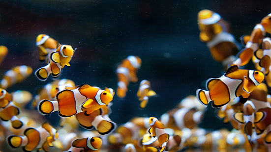 광대 물고기 많은 물고기, 수족관, 광대, HD 배경 화면 HD wallpaper