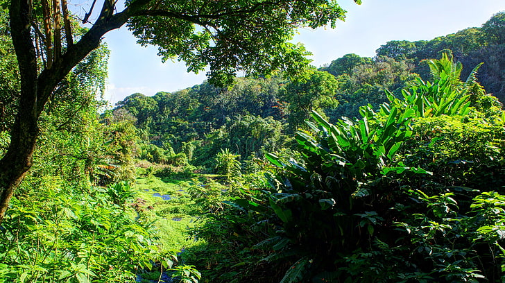 зеленые листовые растения, тропическая вода, тропический лес, Гавайи, остров Мауи, Мауи, пальмы, пляж, водопад, грин, джунгли, тропический, HD обои