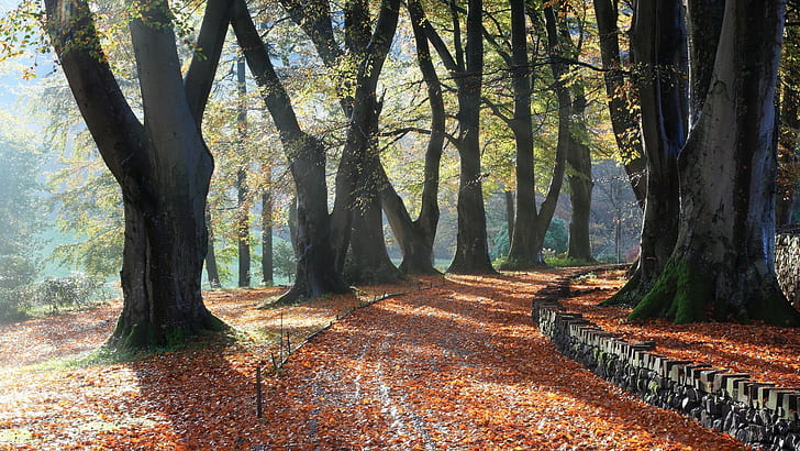 Straße, Bäume, Blätter, fallen, HD-Hintergrundbild