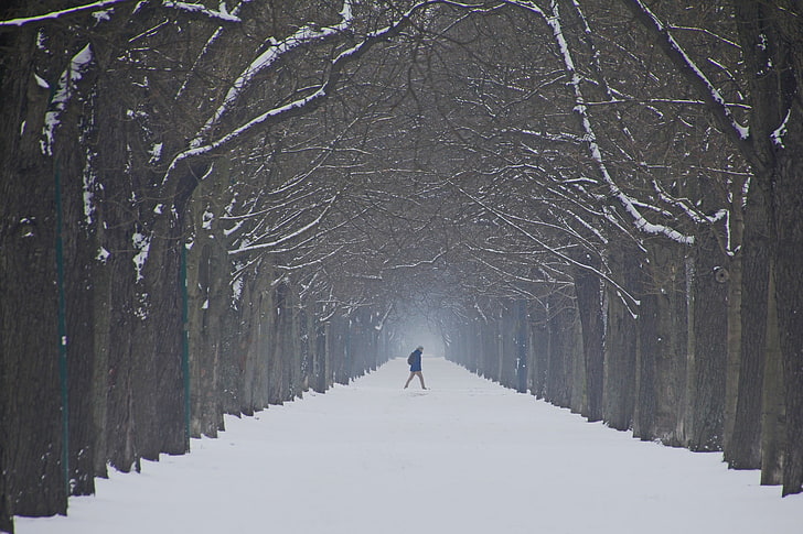 fotografi, natur, väg, promenader, snö, vinter, träd, HD tapet