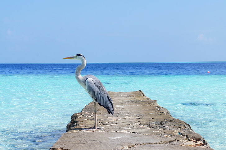 white long-necked bird, heron, sea, ocean, bird, HD wallpaper