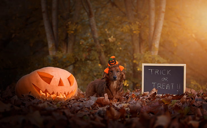 autumn, look, leaves, light, trees, Park, letters, holiday, the inscription, foliage, dog, hat, pumpkin, Board, words, the phrase, cap, Halloween, smiley, 31 Oct, witch, the robber, English, written in chalk, trick or treat, HD wallpaper