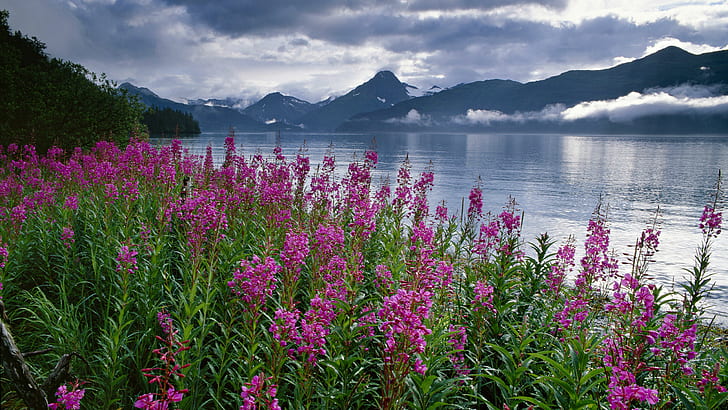 Pink Flower Lake Mist Evaporation Snowy Mountains, Dark Clouds Kenai Fjords National Park Hd Wallpapers, HD wallpaper