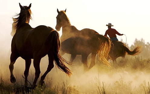 Fajny kraj Marlboro, konie, Tapety HD HD wallpaper