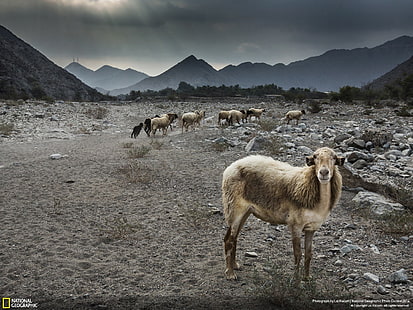 Животно, Овца, Пейзаж, HD тапет HD wallpaper