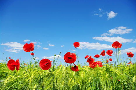 awan, telinga, bidang, padang rumput, bunga poppy, langit, Wallpaper HD HD wallpaper