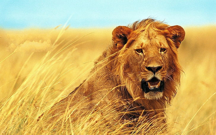 Lion, Grass, Teeth, Face, Wind, HD wallpaper | Wallpaperbetter
