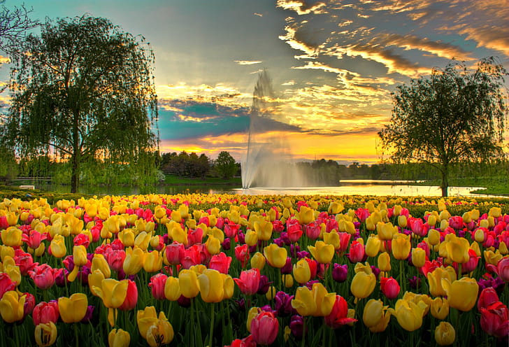pink and yellow tulip flower bed during sunset, Colorful, Evening, pink, yellow, tulip, flower bed, fountain, clouds, Glencoe,IL, HDR, Spring, Chicago Botanic Garden, Sunset, World, Photo, Photography, crepuscular rays, nature, flower, springtime, outdoors, beauty In Nature, plant, park - Man Made Space, summer, multi Colored, green Color, season, red, sky, flowerbed, HD wallpaper