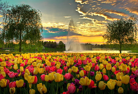 pink and yellow tulip flower bed during sunset, Colorful, Evening, pink, yellow, tulip, flower bed, fountain, clouds, Glencoe,IL, HDR, Spring, Chicago Botanic Garden, Sunset, World, Photo, Photography, crepuscular rays, nature, flower, springtime, outdoors, beauty In Nature, plant, park - Man Made Space, summer, multi Colored, green Color, season, red, sky, flowerbed, HD wallpaper HD wallpaper