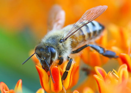 макро фотография медоносной пчелы на красно-желтых цветах, макро фотография, медоносная пчела, красный, желтый, цветы, бруклин, сырье, lr, Vision Group, i09, медоносная пчела, пол стейн, насекомое, пчела, природа, опыление, цветок, пыльца, крупный план, макро, животное, лето, мед, растение, один цветок, весна, лепесток, HD обои HD wallpaper