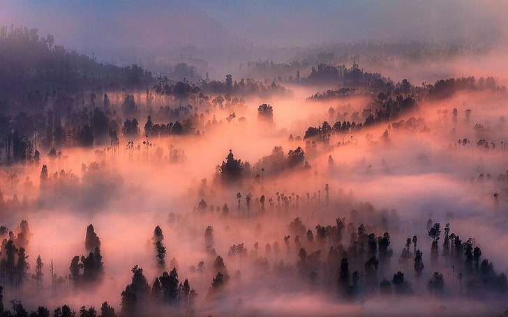 niebla y árboles, naturaleza, paisaje, valle, niebla, bosque, mañana, árboles, montañas, Fondo de pantalla HD