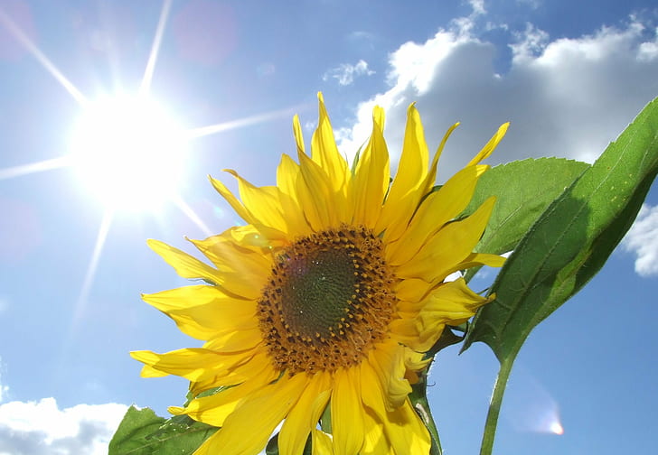 gul solros, sol .... blomma, gul, solros, himmel, moln, löv, natur, sommar, jordbruk, växt, blå, blomma, utomhus, fält, kronblad, sol, utsäde, landsbygdsscen, solljus, blad, HD tapet