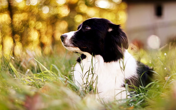 black and white border collie puppy, border collie, spotted dog, grass, HD wallpaper