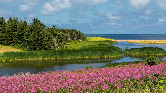 Fireweed, Priest Pond, остров Принц Едуард, пролет / лято, HD тапет HD wallpaper