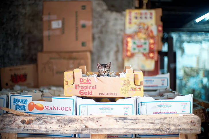 hewan, Kotak Karton, kucing, Wallpaper HD