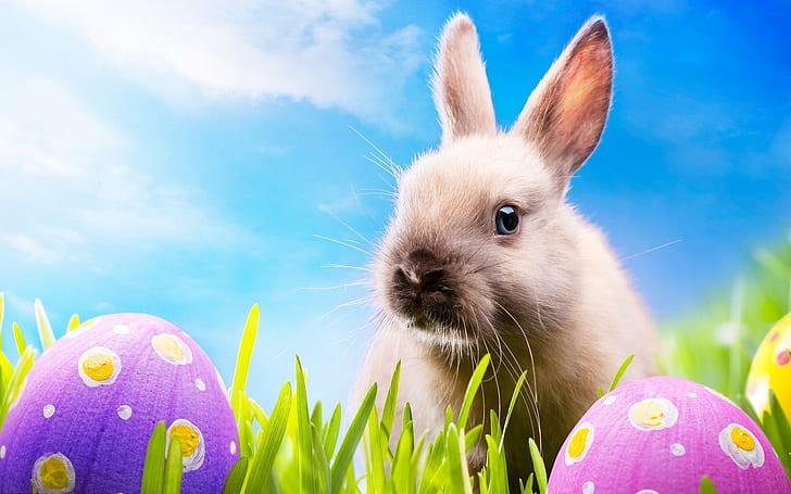 Rabbit and Easter eggs, brown rabbit, Rabbit, Easter, Egg, HD wallpaper