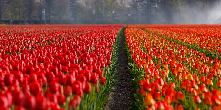 tulips-tulip-field-fields-87633-1-1024x513, HD wallpaper