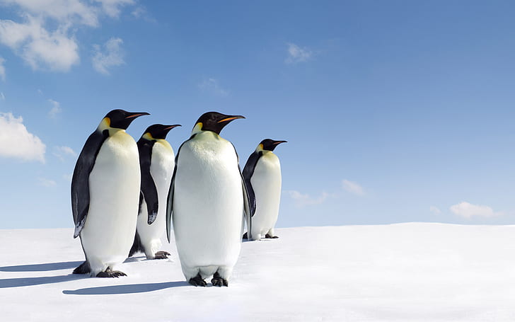 Penguins Birds Snow HD, สัตว์, หิมะ, นก, นกเพนกวิน, วอลล์เปเปอร์ HD